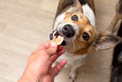 A Crunchy Question: Can Dogs Eat Crisps?